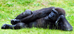 vmegoRILLa